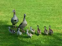 Deutschland, Rheinland-Pfalz, Eifelkreis Bitburg-Pr�m, Bernkastel-Kues, Nilg�nsepaar mit Nachwuchs nach dem Essen am linken Moselufer, 14.07.2013
