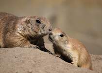 Schwarzschwanz-Prriehunde