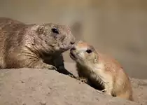 Schwarzschwanz-Pr�riehunde