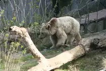 Ein Syrischer Braunb�r durchstreift sein Aussengehege in der Wilhelma.