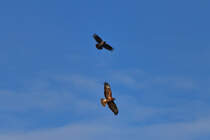 Diese Nebelkrhe drngt einen Bussard aus ihrem Revier. - 15.07.2013