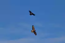 Diese Nebelkr�he dr�ngt einen Bussard aus ihrem Revier. - 15.07.2013