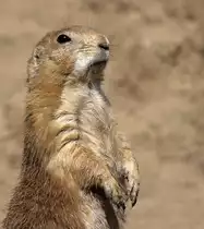 Schwarzschwanz-Pr�riehund