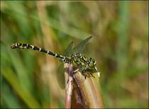 . Blaugrne Mosaikjungfer (Aeshna cyanea) lsst sich in aller Ruhe fotografieren. 16.07.2013.  (Hans)