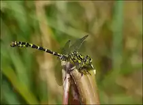. Blaugr�ne Mosaikjungfer (Aeshna cyanea) l�sst sich in aller Ruhe fotografieren. 16.07.2013.  (Hans)