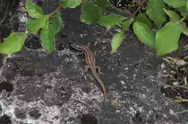 Was macht ein Eisenbahnfotograf wenn keine Z�ge kommen.
Er sucht sich andere Motive. Da Mauereidechsen den Bahndamm mit Schotter und Randvegetation m�gen findet sich manchmal auch ein Motiv, das still h�lt.
11.07.2013 an der Bahnstrecke Saarbr�cken - Forbach am Saardamm.
Als Ruheplatz diente ein altes Fundament eines Signals.