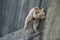 Was gibts denn heute auf der Nachbaranlage zu sehen. Neugierigre Syrischer Braunb�r in der Wilhelma.