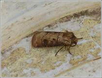 Magerwiesen-Bodeneule (Agrotis clavis). Als ich am 16.07.2013 am Abend noch Unkraut im Garten aufheben wollte sa diese Eule im Eimer, ich hatte keine Probleme diese mit einem Blatt aus dem Eimer zunehmen und Artgerecht zu  Fotografieren. 