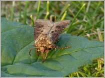 Magerwiesen-Bodeneule (Agrotis clavis), nachdem ich diesen mit einem Pflanzenblatt aus dem Eimer aufgenommen hatte konnte ich diesen Seelenruhig ablichten.  16.07.2013