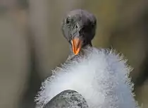 Junger K�nigsgeier