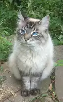 Eine der Brimakatzen in K�rnten