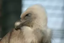 Portrait eines G�nsegeiers. Wilhelma, 30.3.2008.