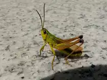 Grash�pfer (Gomphocerinae) macht auf einem Granitboden einen kleinen Zwischenstopp; 130726