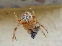 Kreuzspinne(Araneus) macht sich �ber ihre Beute her; 130725