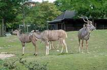 Groer Kudu. Heimat ist das sdliche Afrika. Foto:Zoologischer Garten Berlin, 24.07.2013