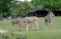 Gro�er Kudu. Heimat ist das s�dliche Afrika. Foto:Zoologischer Garten Berlin, 24.07.2013
