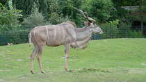 Groer Kudu. Heimat ist das sdliche Afrika. Foto:Zoologischer Garten Berlin, 24.07.2013