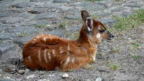 Westliche Sitatunga (Tragelaphus spekii gratus). Das Jungtier wurde am 19.06.2013 im Zoologischen Garten Berlin geboren. Verbreitungsgebiet ist das sdliche Afrika. Sitatunga sich gute Schwimmer. Diesen Vorteil nutzen sie bei einer Flucht oder um Futterpltze auf Inseln zu erreichen. Foto:Zoologischer Garten Berlin, 24.07.2013