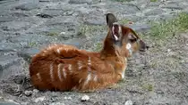 Westliche Sitatunga (Tragelaphus spekii gratus). Das Jungtier wurde am 19.06.2013 im Zoologischen Garten Berlin geboren. Verbreitungsgebiet ist das s�dliche Afrika. Sitatunga sich gute Schwimmer. Diesen Vorteil nutzen sie bei einer Flucht oder um Futterpl�tze auf Inseln zu erreichen. Foto:Zoologischer Garten Berlin, 24.07.2013