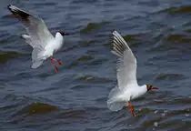 Zwei M�wen im Aufschwung. - 03.07.2013