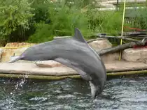 Ein Delfin springt hier w�hrend der Wassershow im N�rnberger Tierpark in die Luft, 29.07.2013.