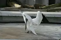 Die Fl�gel werden etwas ausgebreitet. Basst�lpel bei den Startvorbereitungen . Wilhelma 30.3.2008.