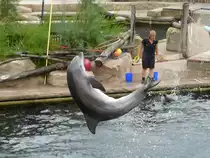Ein Delfin springt hier w�hrend der Wassershow im N�rnberger Tierpark in die Luft, 29.07.2013.