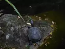 Eine Schildkr�te wurde hier im N�rnberger Tierpark fotografiert, 29.07.2013.