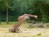 Zwei Giraffen im Tierpark in N�rnebrg, 29.07.2013.
