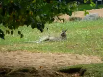 Ein K�nguru liegt hier im Tierpark in N�rnberg am 29.07.2013