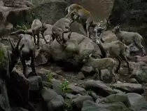Ziegenfamilie im Tierpark in N�rnberg- 29.07.2013.