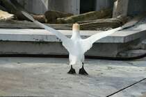 Jetzt wird der Auftrieb an den Tragflchen geprft. Basstlpel bei den Startvorbereitungen . Wilhelma 30.3.2008.