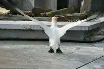 Jetzt wird der Auftrieb an den Tragfl�chen gepr�ft. Basst�lpel bei den Startvorbereitungen . Wilhelma 30.3.2008.