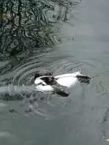 Ein Pinguin schwimmt in seinem Gehege im Tierpark in N�rnberg am 29.07.2013.