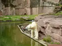 Der Eisb�r posiert hier sehr sch�n - 29.07.2013.