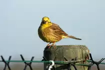 Der fr�he Vogel am Morgen war wohl eindeutig unser farbenfroher Freund hier :-) Geilenkirchen NATO Air Base 08.04.2009