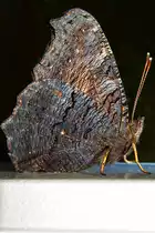 Pfauenauge auf der Fensterbank mit zusammengeklappten Fl�geln. -29.07.2013