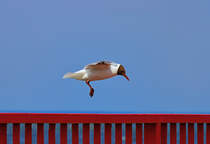 Eine Mwe setzt zur Landung an. - 03.07.2013