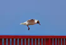 Eine M�we setzt zur Landung an. - 03.07.2013