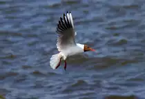 Eine M�we bremst ihre Anfluggeschwindigkeit. - 03.07.2013