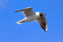 Eine Mwe im Vorbeiflug. - 03.07.2013