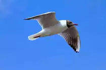 Eine M�we im Vorbeiflug. - 03.07.2013