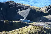 Eine Ringelrobbe ruht auf einem Felsen der kleinen Vogelinsel Anda vor der K�ste von St�; 01.07.2013