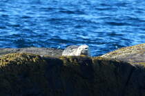 Eine Ringelrobbe ruht auf einem Felsen der kleinen Vogelinsel Anda vor der Kste von St; 01.07.2013