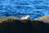 Eine Ringelrobbe ruht auf einem Felsen der kleinen Vogelinsel Anda vor der K�ste von St�; 01.07.2013