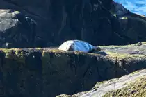 Eine Ringelrobbe ruht auf einem Felsen der kleinen Vogelinsel Anda vor der K�ste von St�; 01.07.2013
