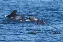 Grindwale am Bleik Canyon, vor der K�ste von And�ya; 01.07.2013