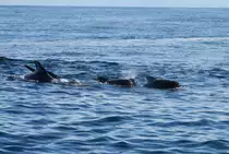 Grindwale am Bleik Canyon, vor der K�ste von And�ya; 01.07.2013