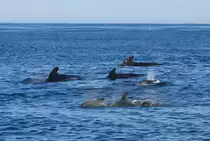 Grindwale am Bleik Canyon, vor der K�ste von And�ya; 01.07.2013