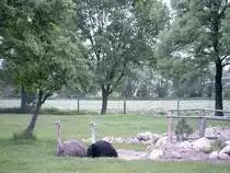 M�nnlicher und weiblicher Strau�, Strau�enfarm Happy Ostrich im Spreewald. www.freizeit-spreewald.de